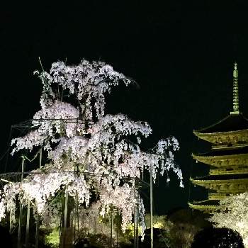 夜桜散策の投稿画像一覧 Greensnap グリーンスナップ