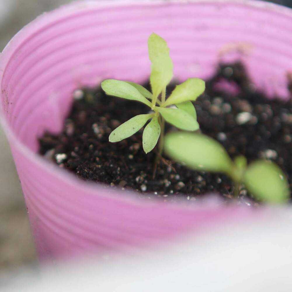 もも色タンポポ 発芽から咲くまで Greensnap グリーンスナップ もも色タンポポ 発芽から咲くまで Greensnap グリーンスナップ