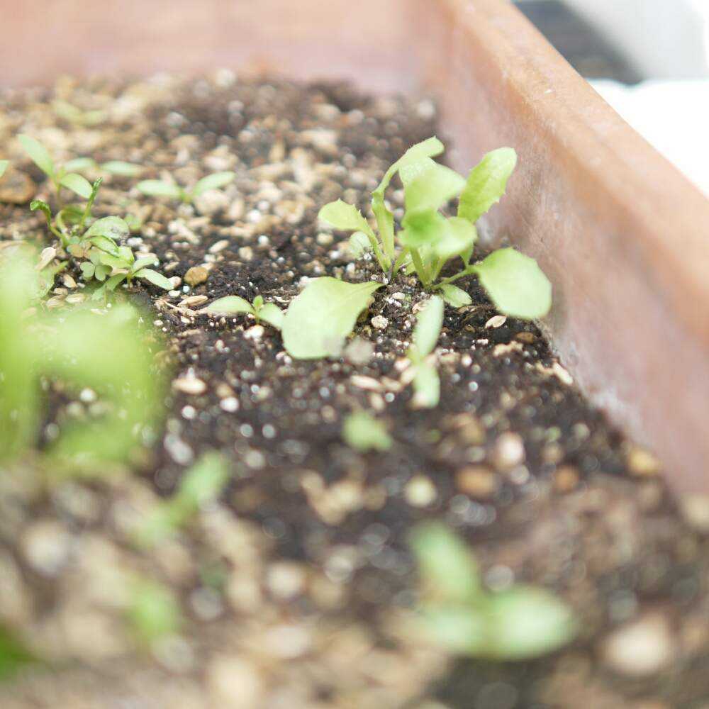 もも色タンポポ 発芽から咲くまで Greensnap グリーンスナップ もも色タンポポ 発芽から咲くまで Greensnap グリーンスナップ