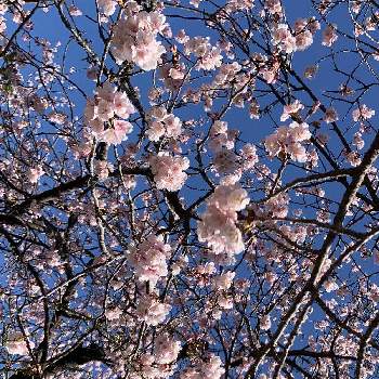 安行寒桜の画像 by nakkyさん | お出かけ先とさくら サクラ 桜と安行寒桜といつも、いいね!ありがとうございます(*´`)♡と植物のある暮らしと植物散策といつまでも初心者とピンク❤︎ピンクと緑のある暮らしと❤️いいね、ありがとうとピンク色の花と花のある暮らしと加工なしとiPhone撮影