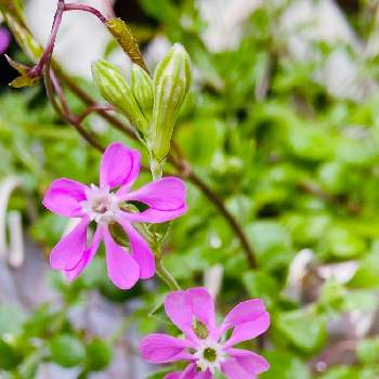 贈り物 シレネピンク 植物 観葉植物