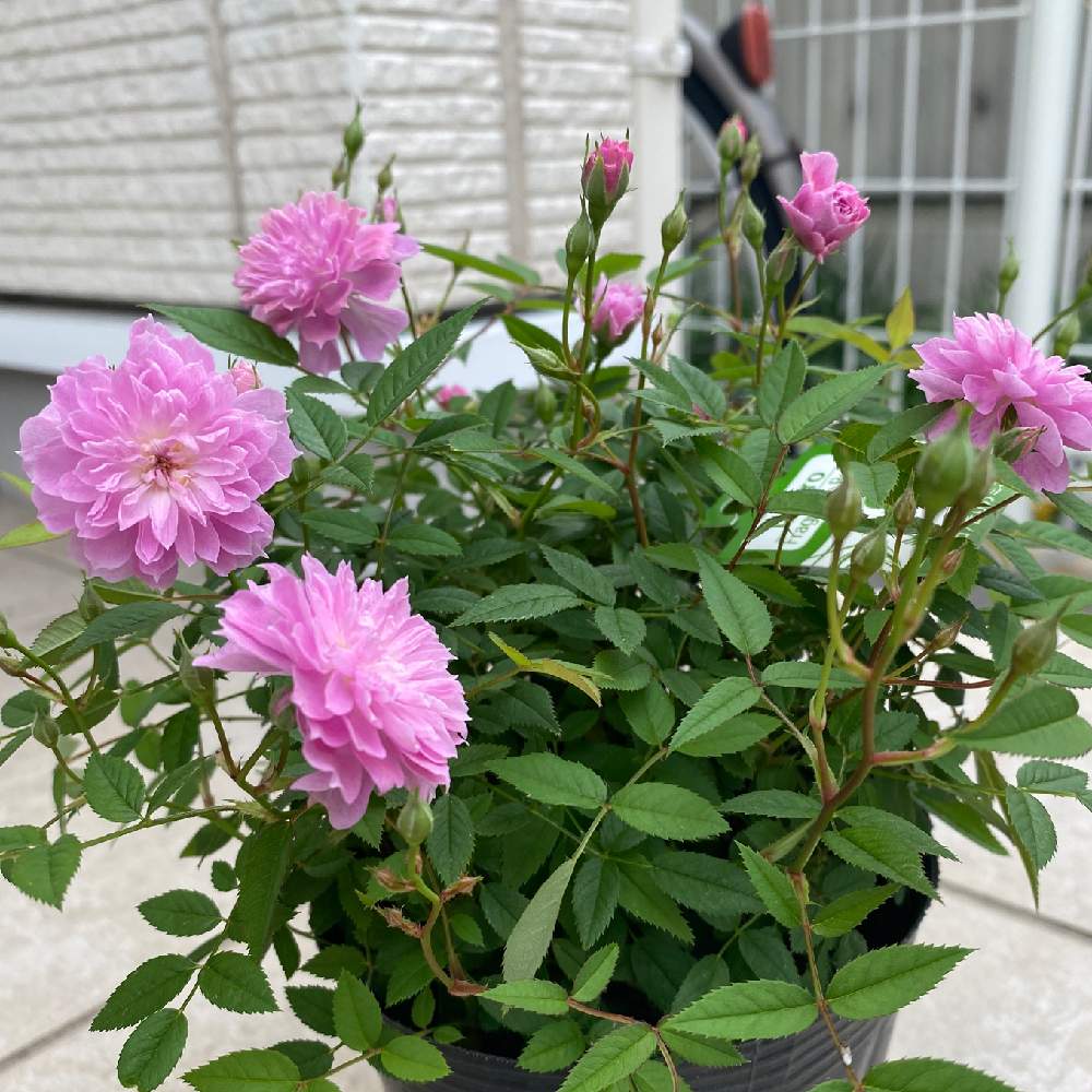 車庫の投稿画像 By マカロンさん 花のある暮らしとバラ ミニバラと香りのバラとミニバラ ボレロと花のある暮らしとバラ ミニバラと香りのバラとミニバラ ボレロ 月4月1日 Greensnap グリーンスナップ Greensnap グリーンスナップ 車庫の投稿画像 By マカロンさん 花のある暮らしとバラ ミニバラと香りのバラとミニバラ ボレロと花のある暮らしとバラ ミニバラと香りのバラとミニバラ ボレロ 月4月1日 Greensnap グリーンスナップ Greensnap グリーンスナップ