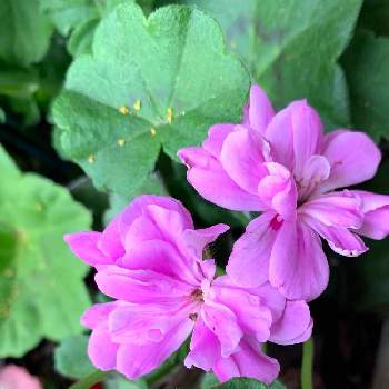 アイビーゼラニウム カラーケード ラベンダーブルーの投稿画像一覧 Greensnap グリーンスナップ