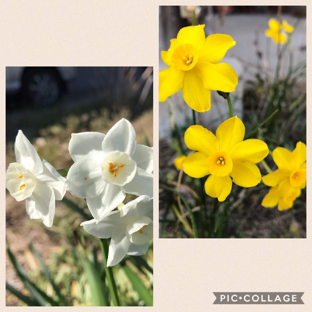 ペーパーホワイトの投稿画像 By じんちゃんさん 糸葉スイセンとスイセンと花のある暮らしと多肉女子とスイセン 月4月1日 Greensnap グリーンスナップ