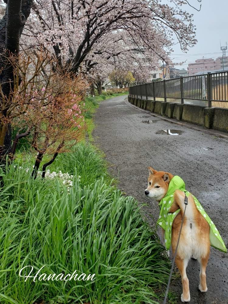 いつもの散歩道の投稿画像 By 花ちゃんさん かわいい とおさんぽとhappy Lifeと柴犬とさくらとカエルに変身 月4月1日 Greensnap グリーンスナップ