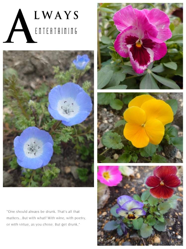 ネモフィラの投稿画像 By Qooさん パンジーとピンクの花と花壇と青い花と黄色い花と花のある暮らし 月4月1日 Greensnap グリーンスナップ