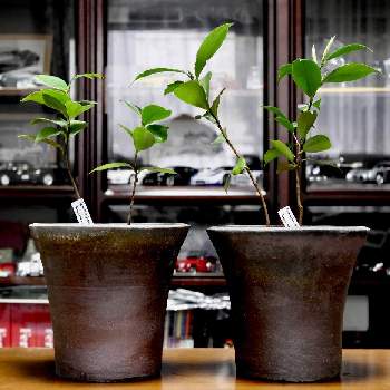 ダバリア　ラビットフッド,モフモフ,南国の植物,室内ガーデン,ハンギングの画像