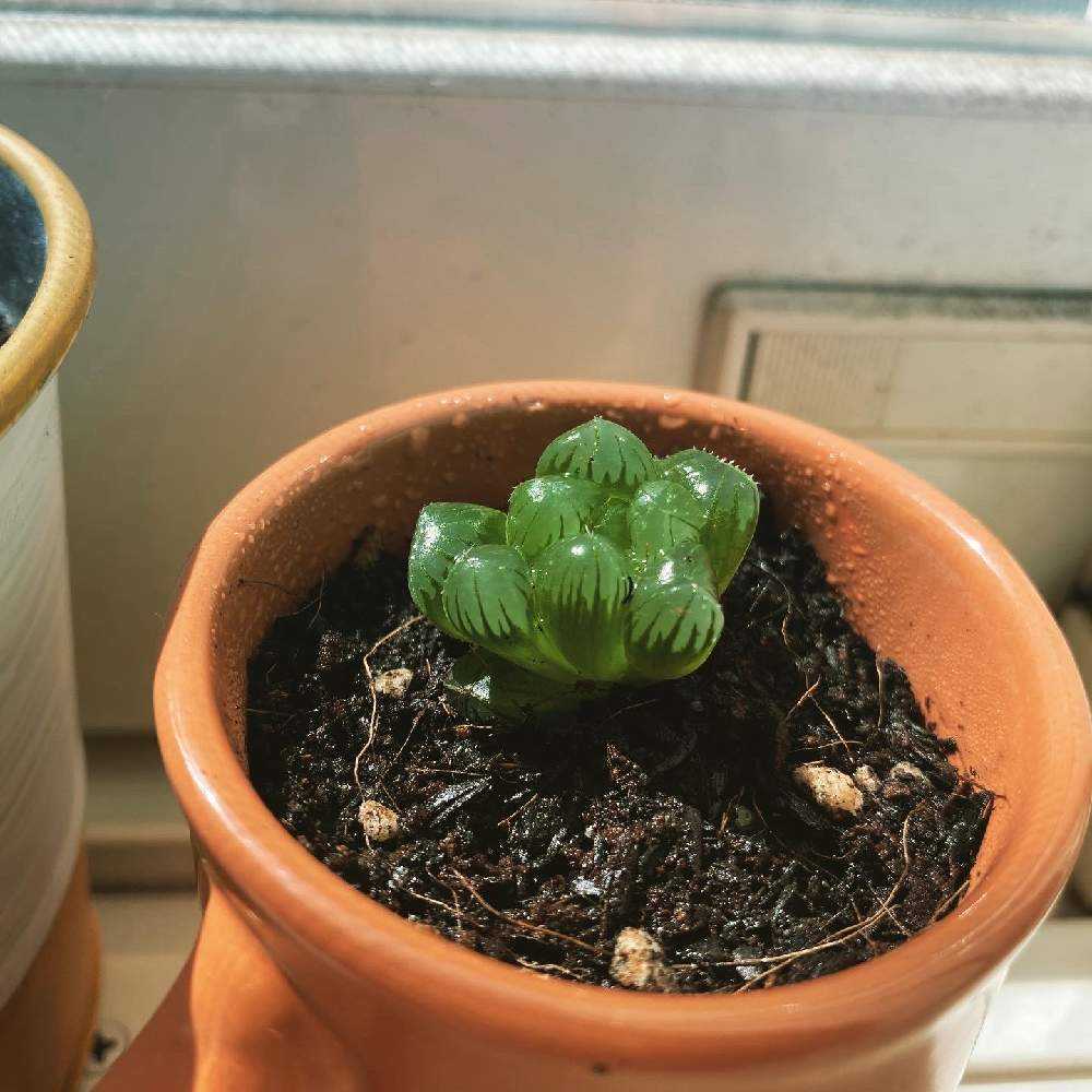 オリビア　抜き苗 557現物 多肉植物 オリビア 抜き苗 | るる農園~多肉植物専門