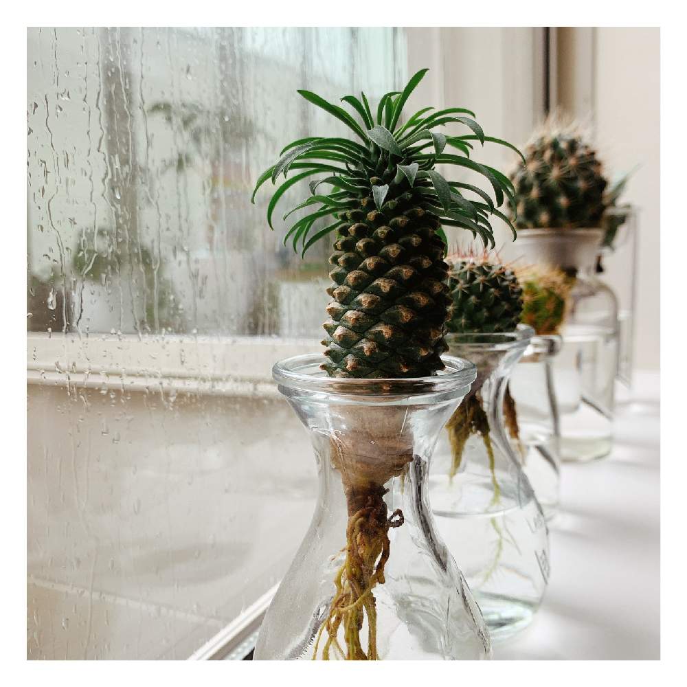 多肉植物の投稿画像 By ぴーこさん サボテン とグリーン グリーン グリーン とグリーンが好き とソテツ麒麟とパイナップルコーン と水耕栽培と多肉女子と濃い緑と緑たくさん 月4月1日 Greensnap グリーンスナップ