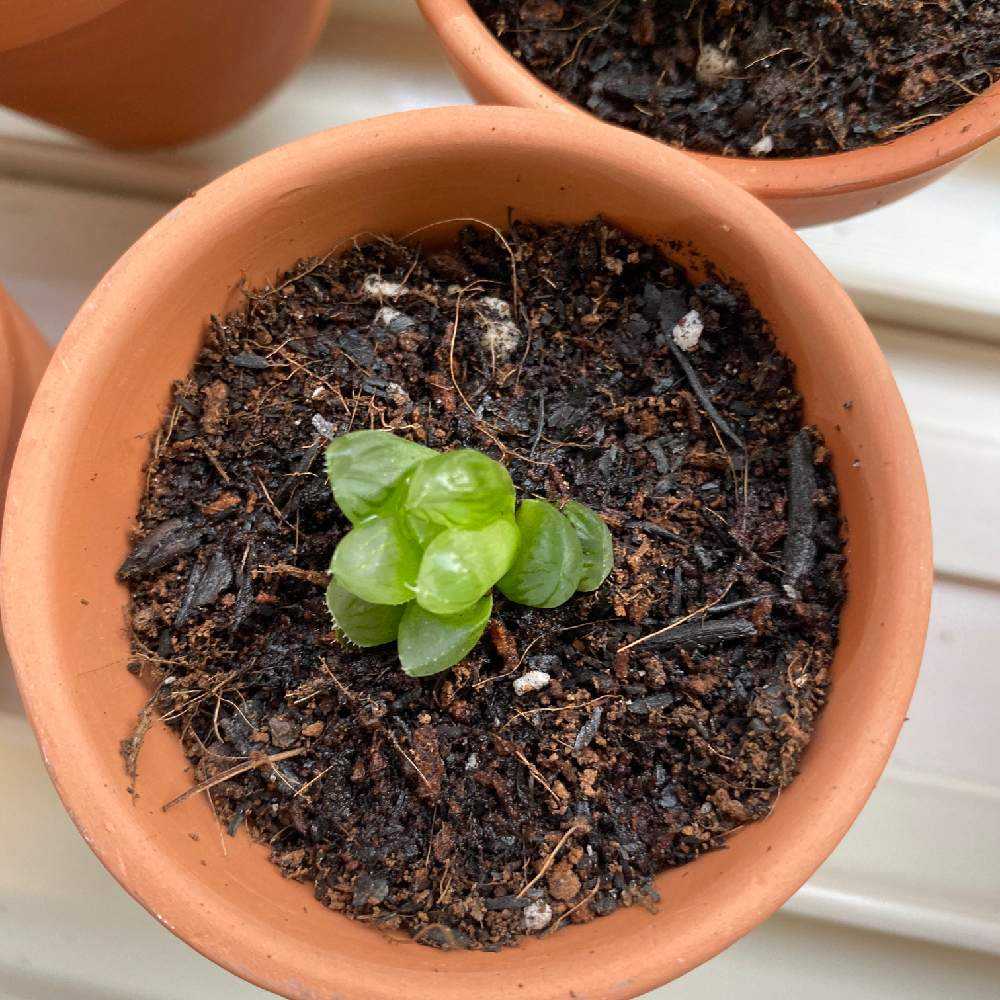 ハオルチア抜き苗育成日記｜🍀GreenSnap（グリーンスナップ）