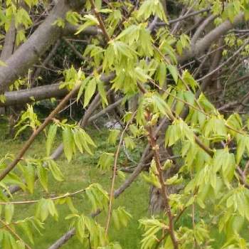 栗の葉の投稿画像一覧 Greensnap グリーンスナップ