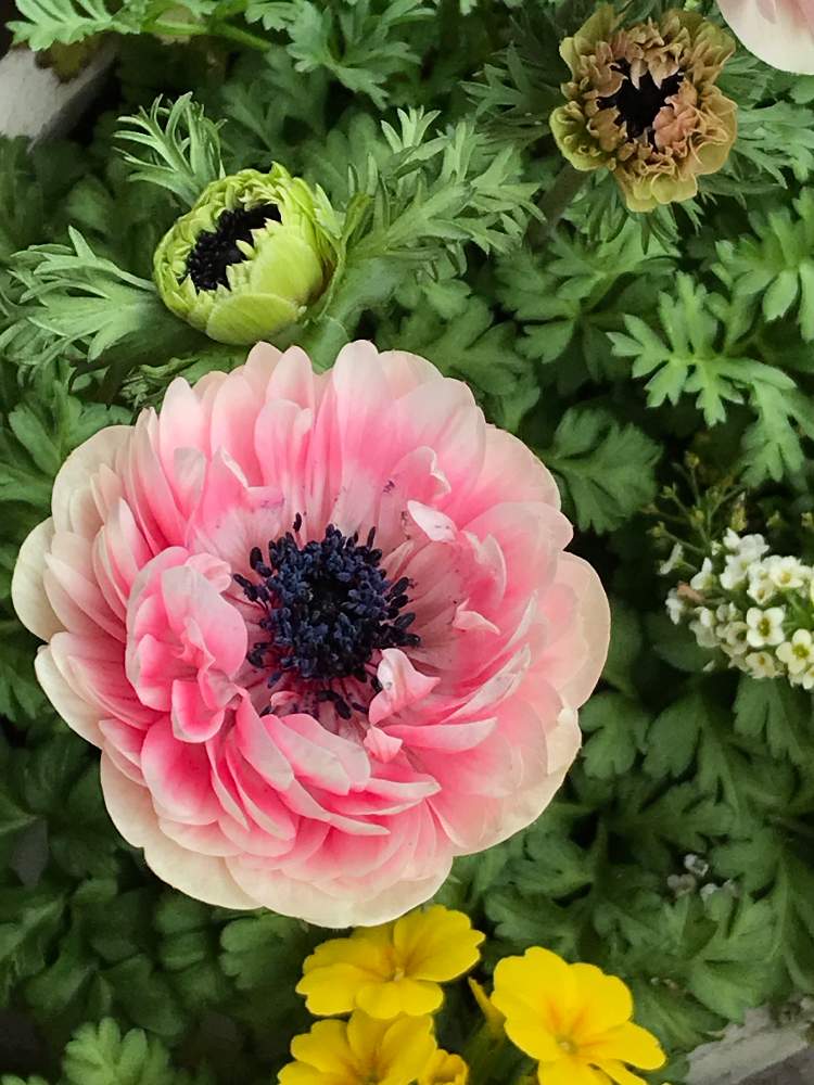 アネモネ アンアリスの投稿画像 By Kinako Bearさん 好きな色と次々開花 とピンク ピンクと可愛い蕾と色の変化と新入りさんと花のある暮らしと癒しのひと時と大人可愛い 月4月1日 Greensnap グリーンスナップ