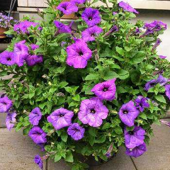 ペチュニアの季節の投稿画像一覧 Greensnap グリーンスナップ