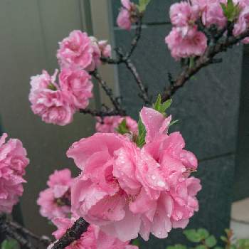 水玉雨雫の画像 by otoさん | アプローチと花桃と春の空気の流れとお花のランプと桃色の花と春の雨・春の雪と花のある暮らしと水玉雨雫と魅惑の花鉢