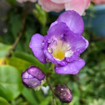 フリージャーの投稿画像一覧 Greensnap グリーンスナップ