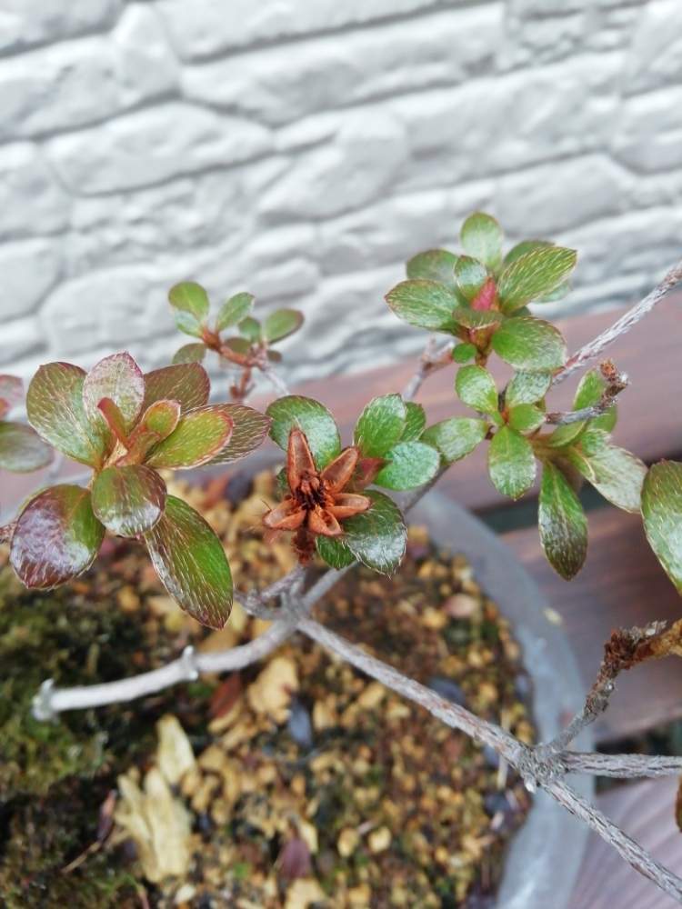 サツキの投稿画像 By Amonさん 種子と花盆栽と彩花盆栽とたねと小盆栽と中品盆栽と鉢植えと小品盆栽と盆栽 月4月1日 Greensnap グリーンスナップ