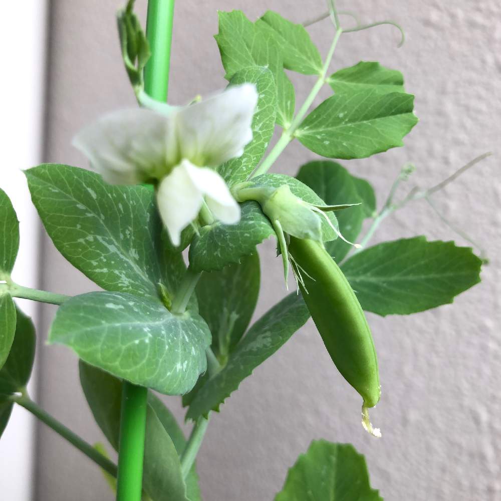 スナップエンドウの投稿画像 By Grapevineさん つるなしスナップエンドウとプランター野菜と緑のある暮らしと花のある暮らしとベランダ菜園と記録用 月4月1日 Greensnap グリーンスナップ