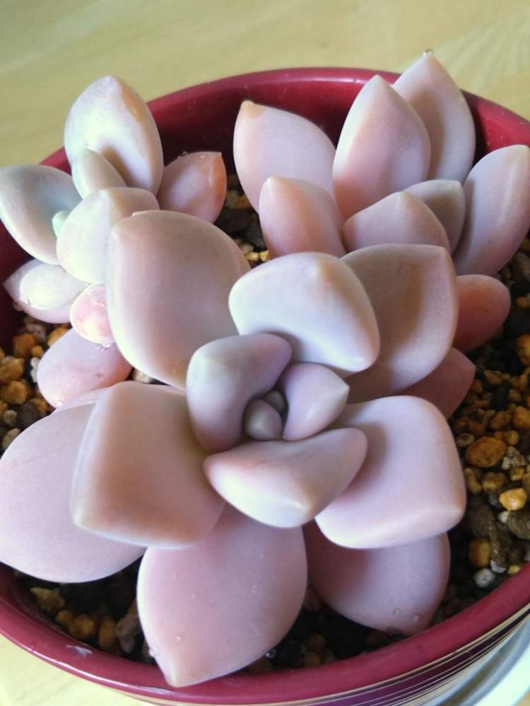 月花美人の投稿画像 By ゆみさん 窓辺と多肉植物とパキフィッツム属と紅葉 こうよう と多肉女子と多肉好きと花のある暮らしと多肉 植物とパキフィッツム属と紅葉 こうよう と多肉女子と多肉好きと花のある暮らし 月4月1日 Greensnap グリーンスナップ