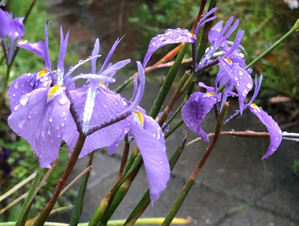 モレア トリペタラの投稿画像 By おとみさんさん バルコニー ベランダとアヤメ科と南アフリカと南アフリカ原産とケープバルブと秋植え球根 とモラエア属とモレア属とアヤメ科と南アフリカと南アフリカ原産とケープバルブと秋植え球根とモラエア属とモレア属 月4月1日 モレア トリペタラの投稿画像 By おとみさんさん バルコニー ベランダとアヤメ科と南アフリカと南アフリカ原産とケープバルブと秋植え球根 とモラエア属とモレア属とアヤメ科と南アフリカと南アフリカ原産とケープバルブと秋植え球根とモラエア属とモレア属 月4月1日