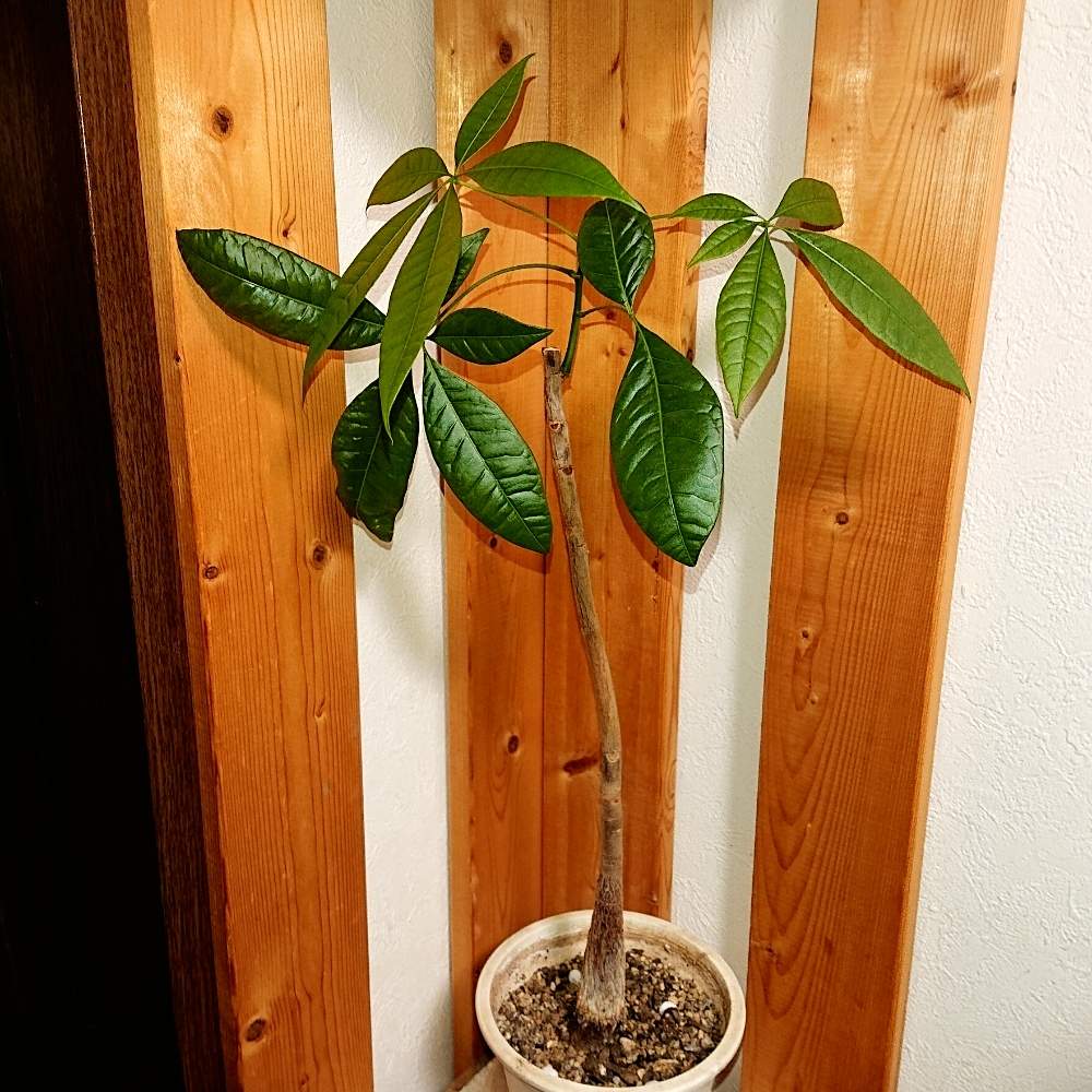 観葉植物の投稿画像 By りりこるるかさん ダイソーと実生と パキラ 月4月1日 Greensnap グリーンスナップ