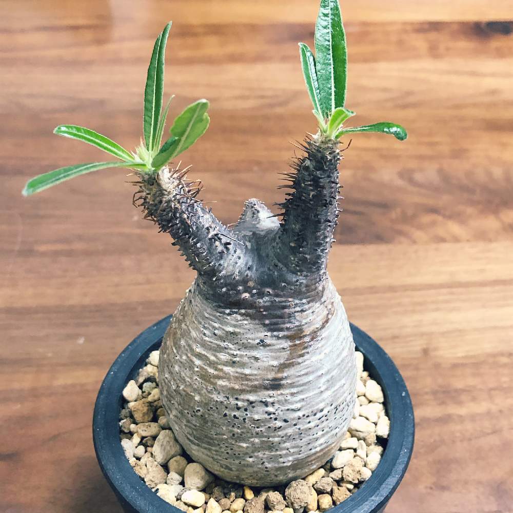 パキポディウム グラキリスの投稿画像 By Chinami さん 塊根植物と黒プラ鉢と部屋とコーデックスと塊根植物と黒プラ鉢とコーデックス 月4月1日 Greensnap グリーンスナップ Greensnap グリーンスナップ