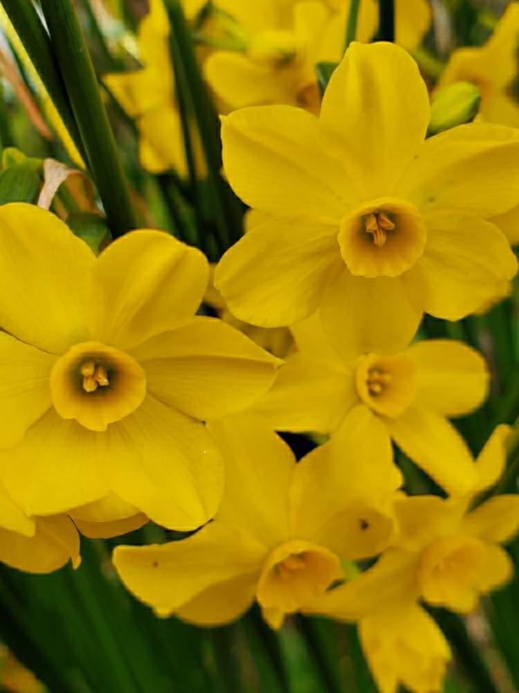 スイセンの投稿画像 By ゆりさん 黄色い水仙と黄色い花とスイセン と 水仙と花のある暮らしとかわいい花 月4月1日 Greensnap グリーンスナップ