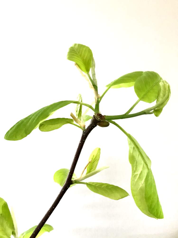 ハクモクレンの投稿画像 By Nicoさん 新葉と切り枝とモクレン属と枝ものといただきものとモクレン科と成長記録 月4月1日 Greensnap グリーンスナップ