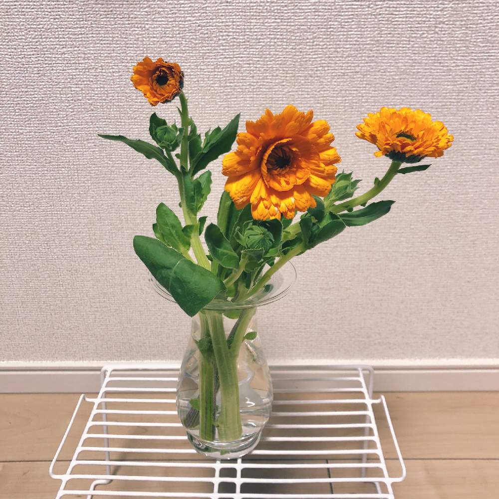 キンセンカの投稿画像 By Maiさん 花のある暮らし 月4月1日 Greensnap グリーンスナップ