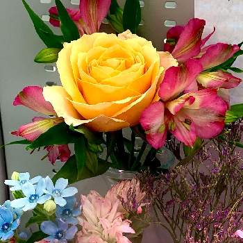 アルストロメリア ポエムの投稿画像一覧 Greensnap グリーンスナップ