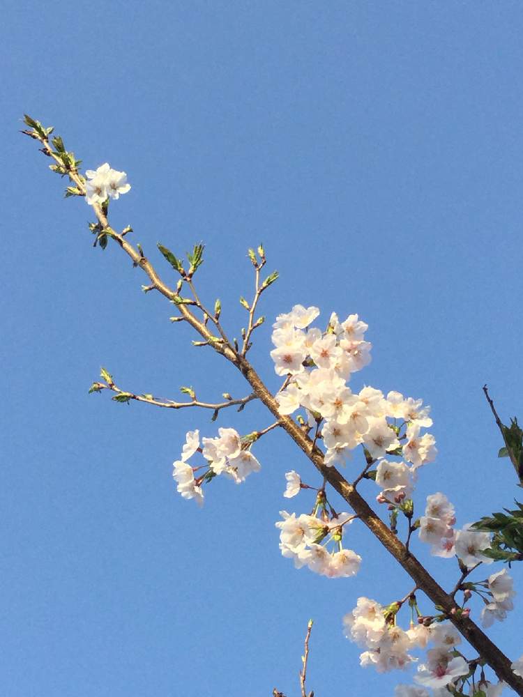 庭の桜の木の投稿画像 By あらま さん 小さな庭と雨上がりと桜フォトコンとピンクの花と雨上がりの朝とバラ科と朝日と雨上がりと桜フォトコンとピンクの花と雨上がりの朝とバラ科と朝日 月4月2日 Greensnap グリーンスナップ Greensnap