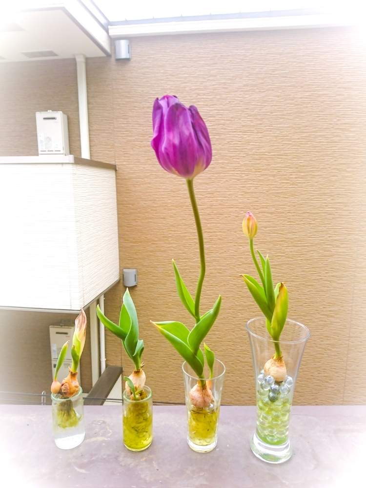 今日のチューリップの投稿画像 By Taya S Lab さん 水栽培と実験結果と植え替えと チューリップとチューリップの水耕栽培 と花のある暮らしと 赤紫ﾁｭｰﾘｯﾌﾟ と ｽﾌﾟﾘﾝｸﾞｸﾞﾘｰﾝ 月4月2日 Greensnap グリーンスナップ