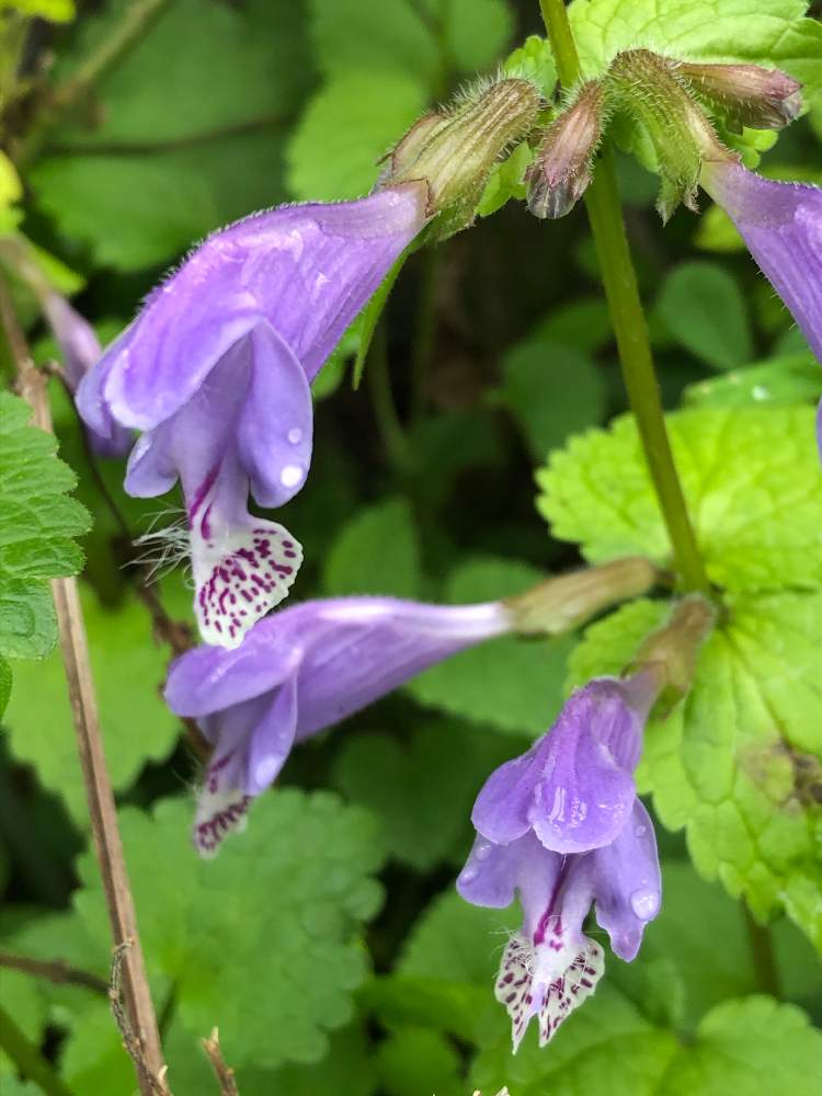 ラショウモンカズラの投稿画像 By モッチさん 小さな庭と山野草と花のある暮らしと小さな庭先と山野草と花のある暮らしと小さな庭先 月4月2日 Greensnap グリーンスナップ Greensnap グリーンスナップ