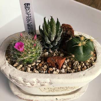 シャボテン狩りの投稿画像一覧 Greensnap グリーンスナップ