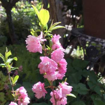 庭桜 の投稿画像一覧 Greensnap グリーンスナップ