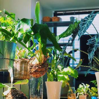 indoor  plantsの画像 by RURI.さん | 部屋とコウモリランとビカクシダとディフェンバキアとアロカシア・アマゾニカとアロカシアとPlatycerium bifurcatumとフィカス・ウンベラータとフィロデンドロン・クッカバラとplant addictとhouse plantsと我が家のフィカスウンベラータと植物のある暮らしとSUPGREENSとアロカシアのお花とフィカスウンベラータ！とindoor  plantsと葉っぱの宇宙人とアローカシア　アマゾニカとカラテア属とフィカス属とアロカシア属と ウンベラータとgreenとAlocasia Amazonicaとアロカシアアマゾニカと新生活を彩る観葉植物フォトコンとアロカシア・アマゾニアとPlatycerium