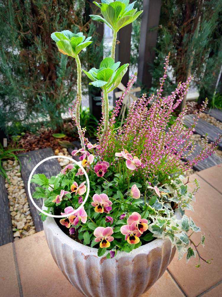 2年目もラナンキュラスを咲かせたい Greensnap グリーンスナップ