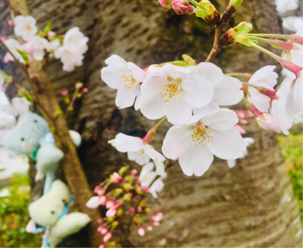 サクラの投稿画像 By みんそら さん 桜の花とさくら サクラ 桜とソラちゃん とgs映えとくもり空と桜の花 と花のある暮らしとさくらとミントちゃん とぬい撮りとiphone撮影 月4月2日 Greensnap グリーンスナップ