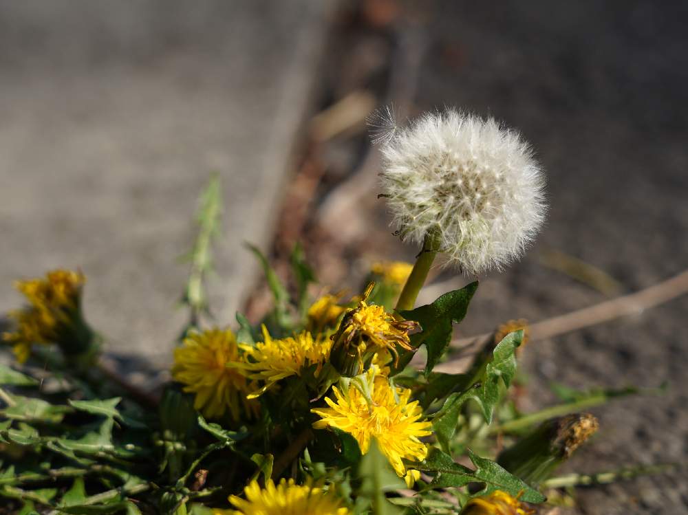 たんぽぽの投稿画像 By むーにーまんさん たんぽぽの綿毛と雑草とお散歩と雑草好きと雑草図鑑 月4月2日 Greensnap グリーンスナップ