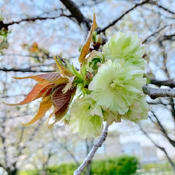 ウコン桜の投稿画像一覧 Greensnap グリーンスナップ