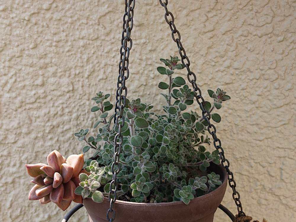 ブロンズ姫の投稿画像 By Raizouさん 這性キンギョソウとキンギョソウ シャーベットとキンギョソウ鉢栽培とぶろんずひめ と雷蔵キンギョソウシャーベットとraizouの金魚草とブロンズ姫ｙ 月4月2日 Greensnap グリーンスナップ