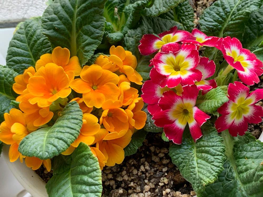 プリムラジュリアンの投稿画像 By ゆみるさん 3色のはずなんだけどとミニミニの魔法とかわゆいと花のある暮らしとプチプラと完全室内とオレンジは良い香り 月4月2日 Greensnap グリーンスナップ
