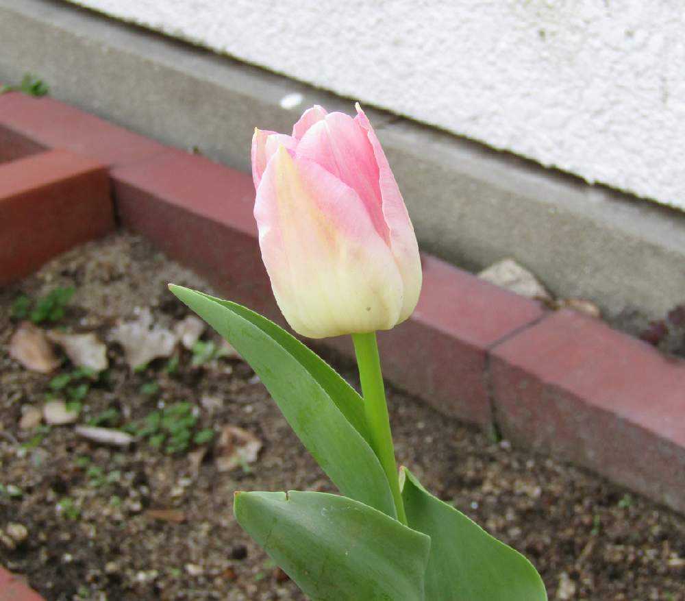 我が家のチューリップ Greensnap グリーンスナップ