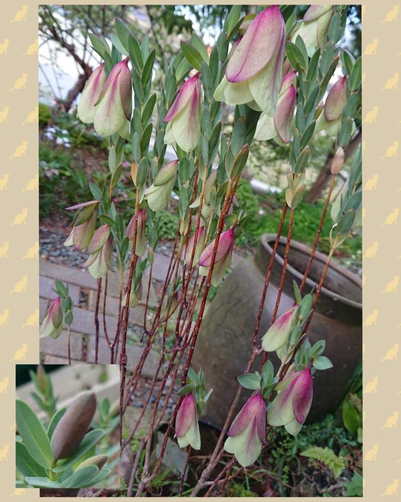 ピメレア ウエディングベルの投稿画像 By Syamunekoさん ピメレア ピソディスとピンクの花とピンクパンダ祭りとピンクパンダー祭と花のある暮らしとオージープランツ 月4月2 日 Greensnap グリーンスナップ