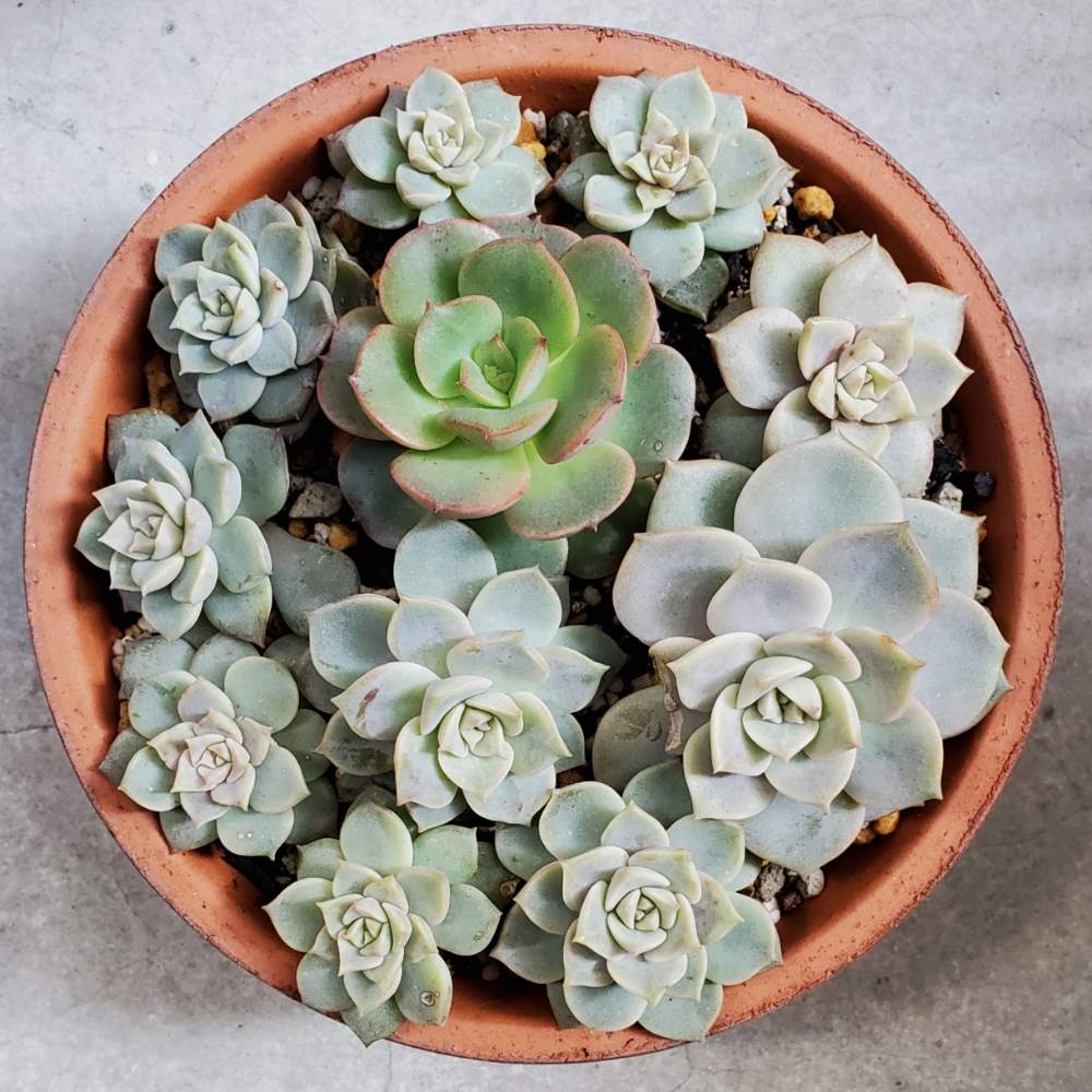 白牡丹の投稿画像 By Chihoさん エケべリア緑牡丹と玄関と多肉植物と挿し木と多肉植物のある暮らしと多肉女子と多肉丼と多肉植物と挿し木と多肉植物のある暮らしと多肉女子と多肉丼 月4月2日 Greensnap グリーンスナップ Greensnap グリーンスナップ 白牡丹の投稿画像 By Chihoさん エケべリア緑牡丹と玄関と多肉植物と挿し木と多肉植物のある暮らしと多肉女子と多肉丼と多肉植物と挿し木と多肉植物のある暮らしと多肉女子と多肉丼 月4月2日 Greensnap グリーンスナップ Greensnap グリーンスナップ