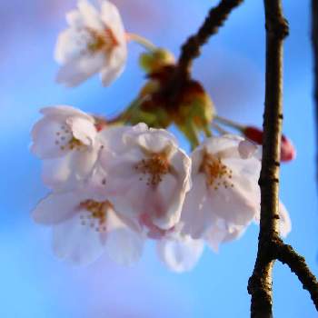 桜前線の画像 by Nanacoさん | お出かけ先と花のある暮らしと桜前線と2020桜フォトコン