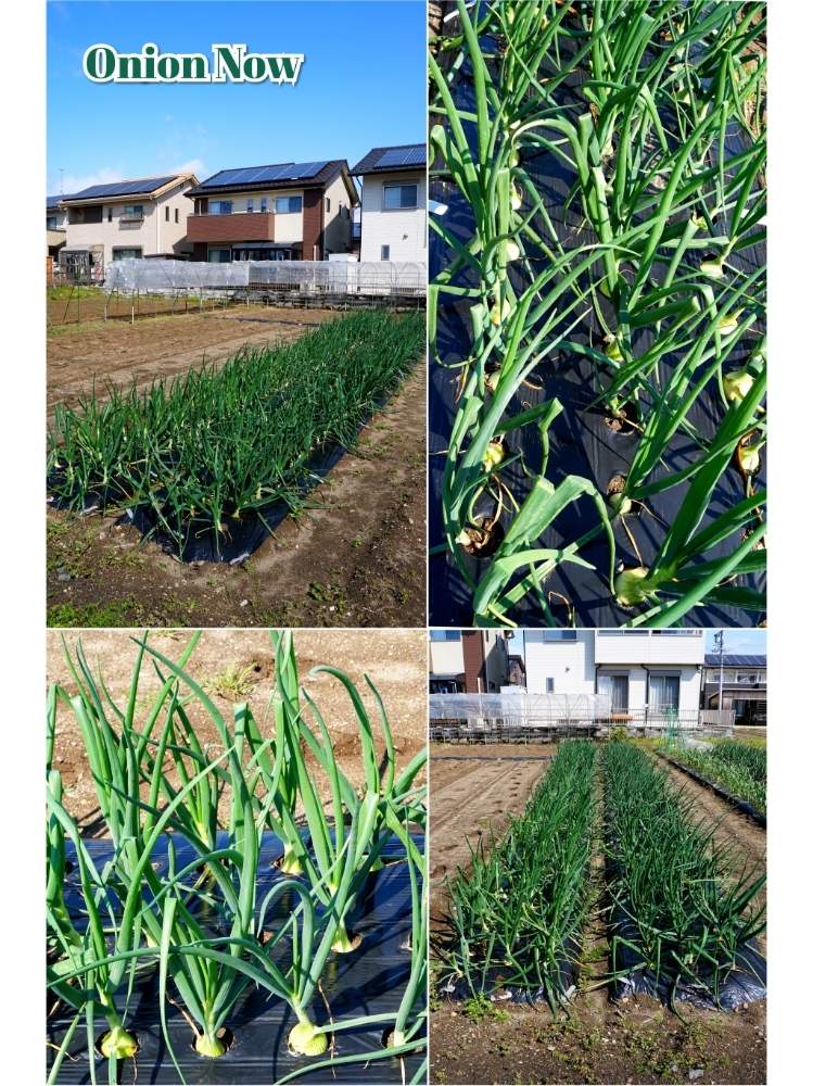 玉ねぎの投稿画像 By Toshi722さん 家庭菜園と春のきざしと極早生たまねぎと岐阜県と家庭菜園奮闘日記と美濃市とタマネギ 栽培日記と畑と家庭菜園と春のきざしと極早生たまねぎと岐阜県と家庭菜園奮闘日記と美濃市とタマネギ栽培日記 月4月3日 Greensnap