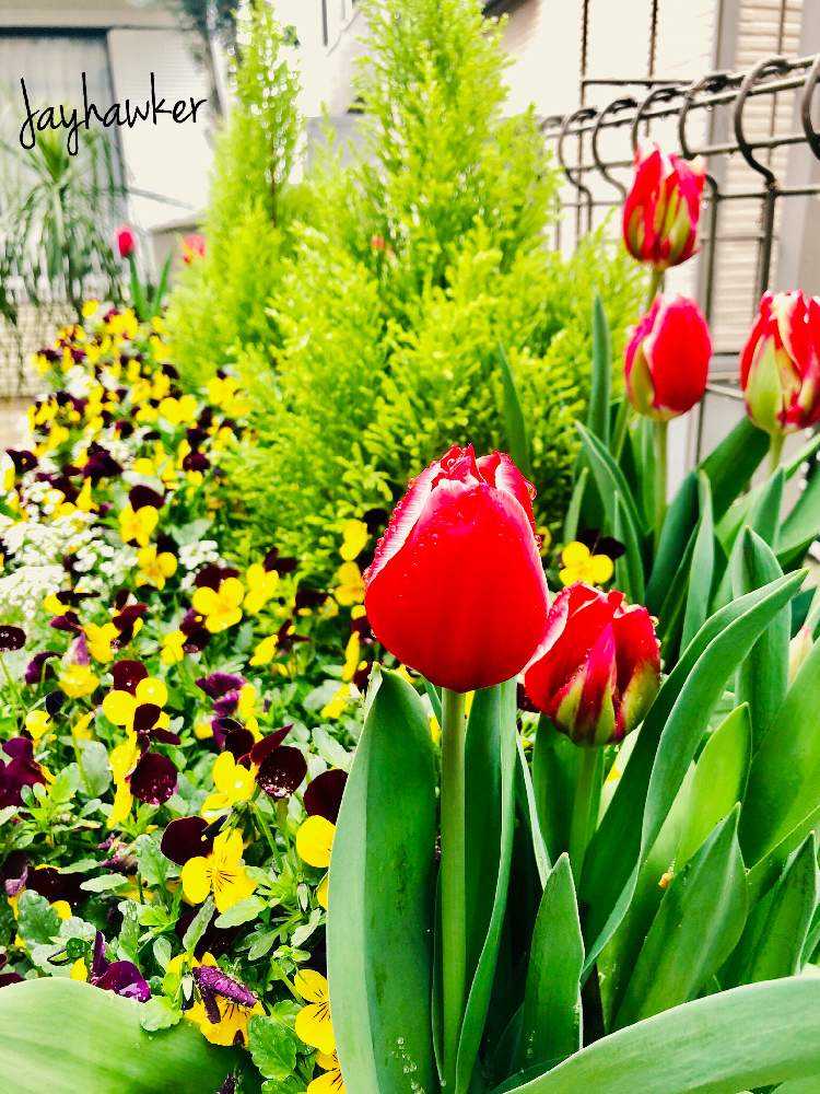 チューリップの投稿画像 By Jayhawkerさん ３倍の満開感 ラ ヴィオラ イエローバイカラーとコメリと 秋植え球根 フォトコンテストとおうち園芸と おうち園芸 フォトコンテストと目が覚めるpicとおうちを彩る花 月4月3日 Greensnap グリーンスナップ