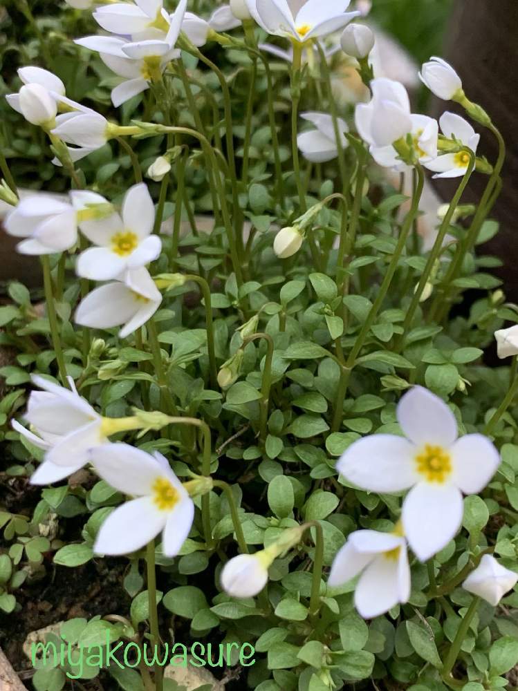 小さな庭の投稿画像 By 都忘れさん トキワナズナ とひなそう と今日の１枚とトキワナズナ と植中毒と花のある暮らしとひな草 とヒナソウ トキワナズナと トキワナズナ とひなそう と今日の１枚とトキワナズナ と植中毒と花のある暮らしとひな草 とヒナソウ