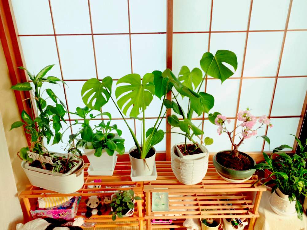 スパティフィラムの投稿画像 By Michiさん ペペロミアとモンステラと子宝草と旭山桜とディフェンバキアと観葉植物と観葉植物のある暮らし 月4月3日 Greensnap グリーンスナップ