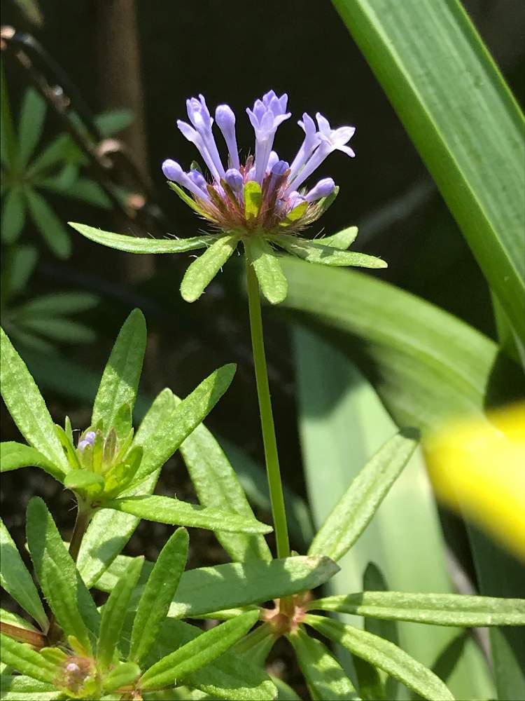 花のある暮らしの投稿画像 By 有明の春さん チーム福岡と種まきっこ 月4月3日 Greensnap グリーンスナップ